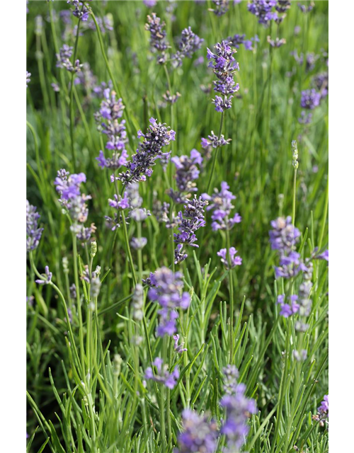 Lavandula angustifolia 'Munstead'