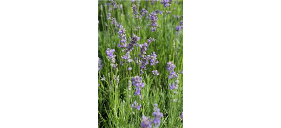 Lavandula angustifolia 'Munstead'