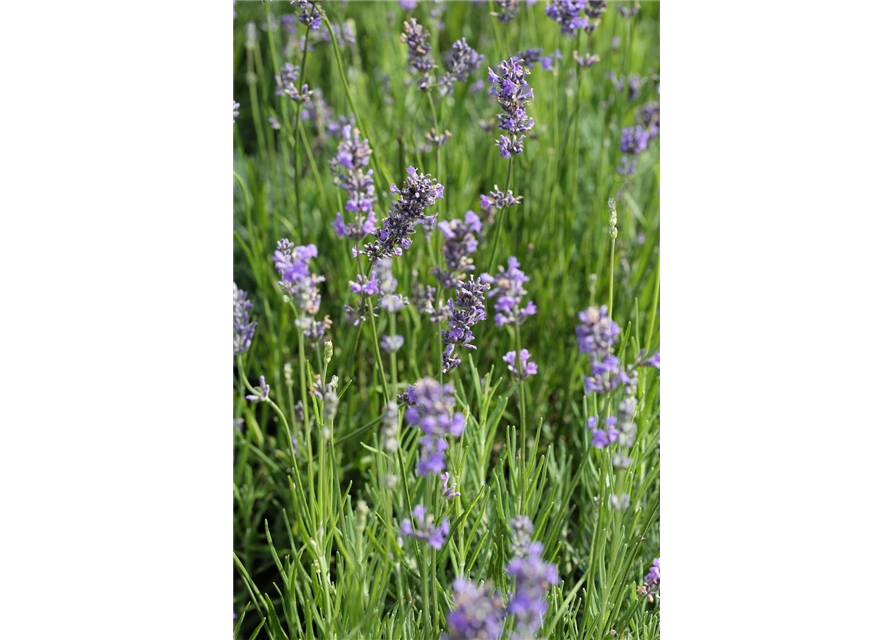 Lavandula angustifolia 'Munstead'