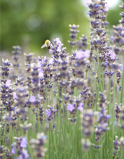 Lavandula angustifolia 'Munstead'