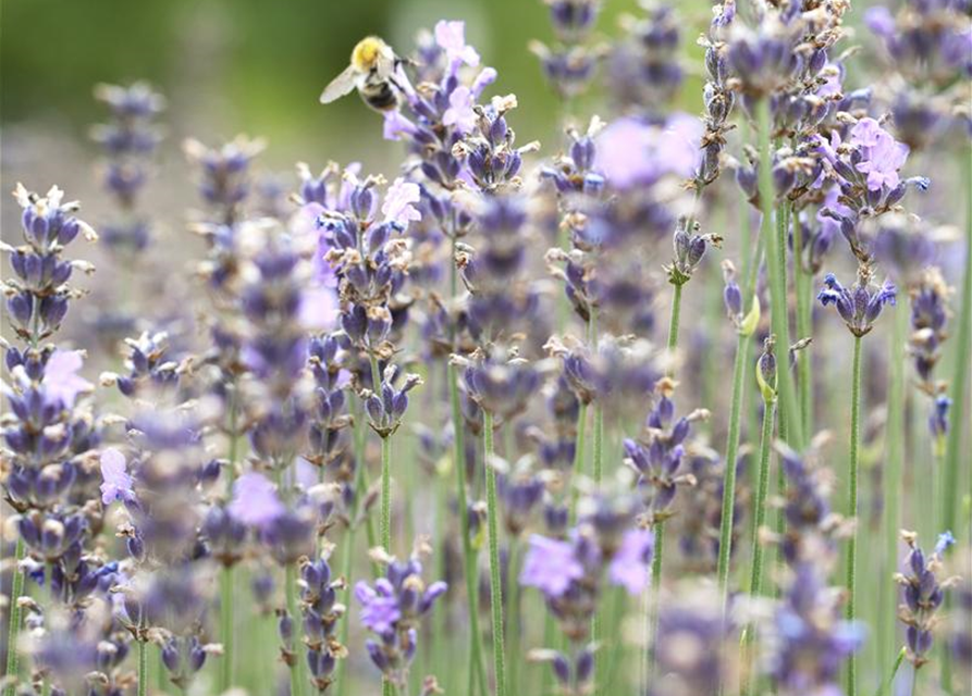 Lavandula angustifolia 'Munstead'