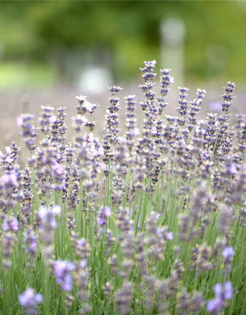 Lavandula angustifolia 'Munstead'