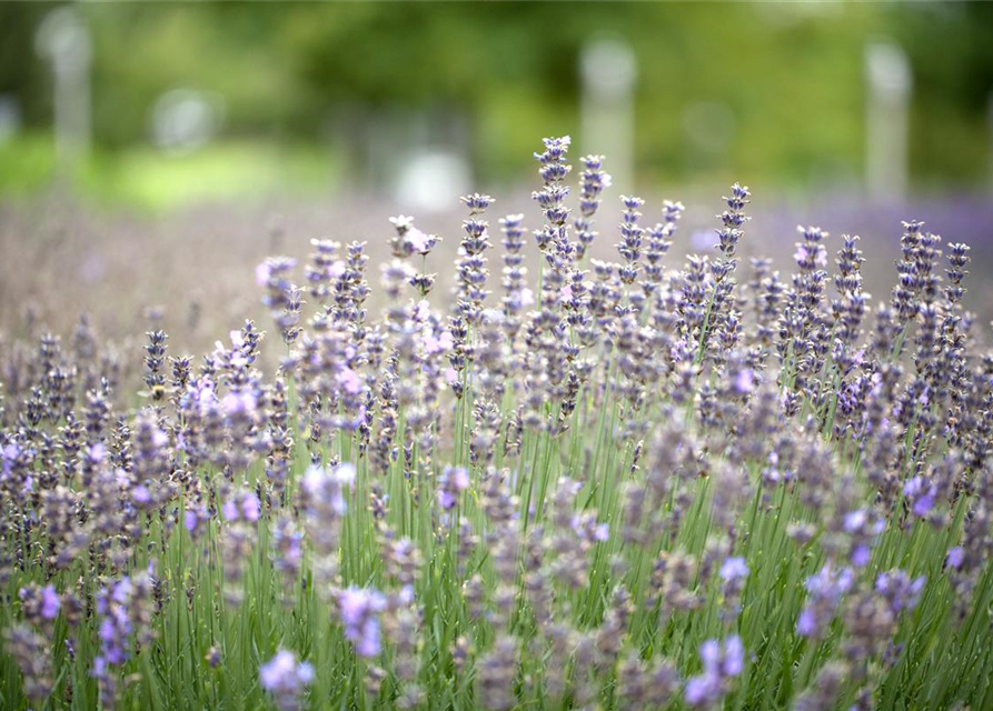 Lavandula angustifolia 'Munstead'