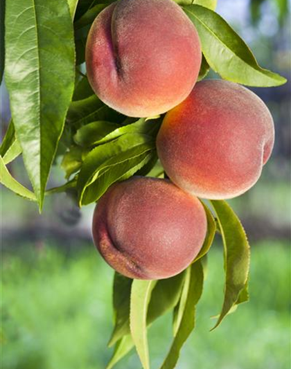 Prunus persica 'Kernechter vom Vorgebirge' CAC