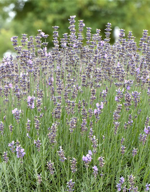 Lavandula angustifolia 'Munstead'