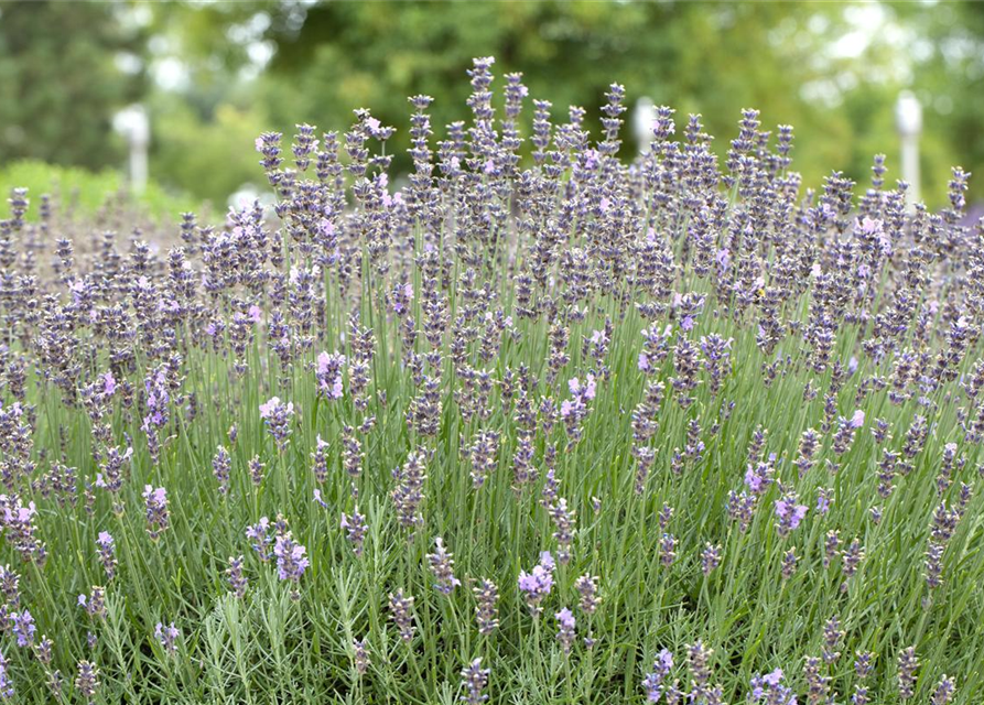 Lavandula angustifolia 'Munstead'