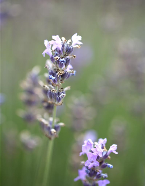 Lavandula angustifolia 'Munstead'