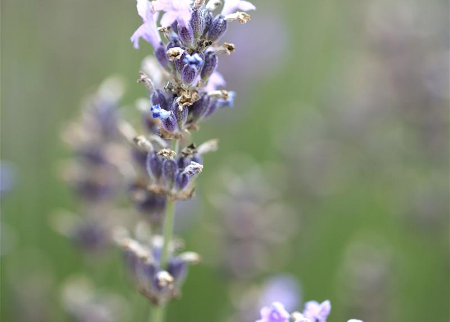 Lavandula angustifolia 'Munstead'