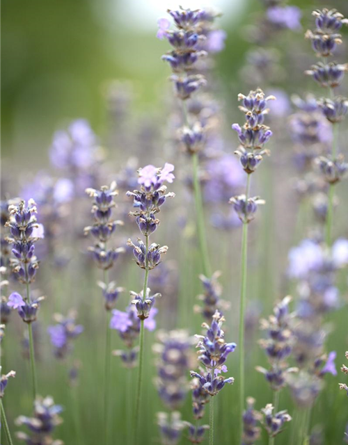 Lavandula angustifolia 'Munstead'