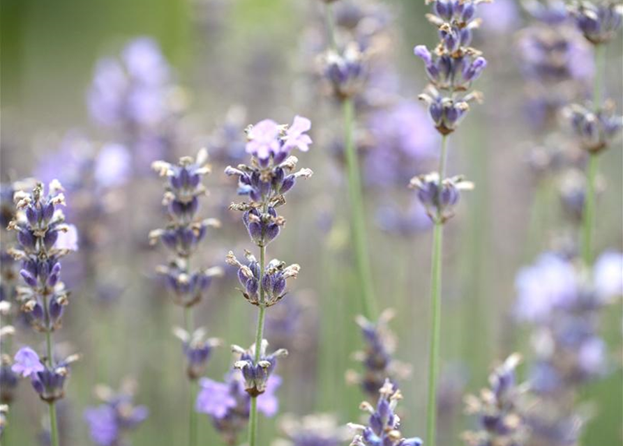 Lavandula angustifolia 'Munstead'