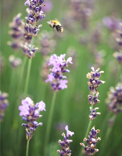 Lavandula angustifolia 'Munstead'