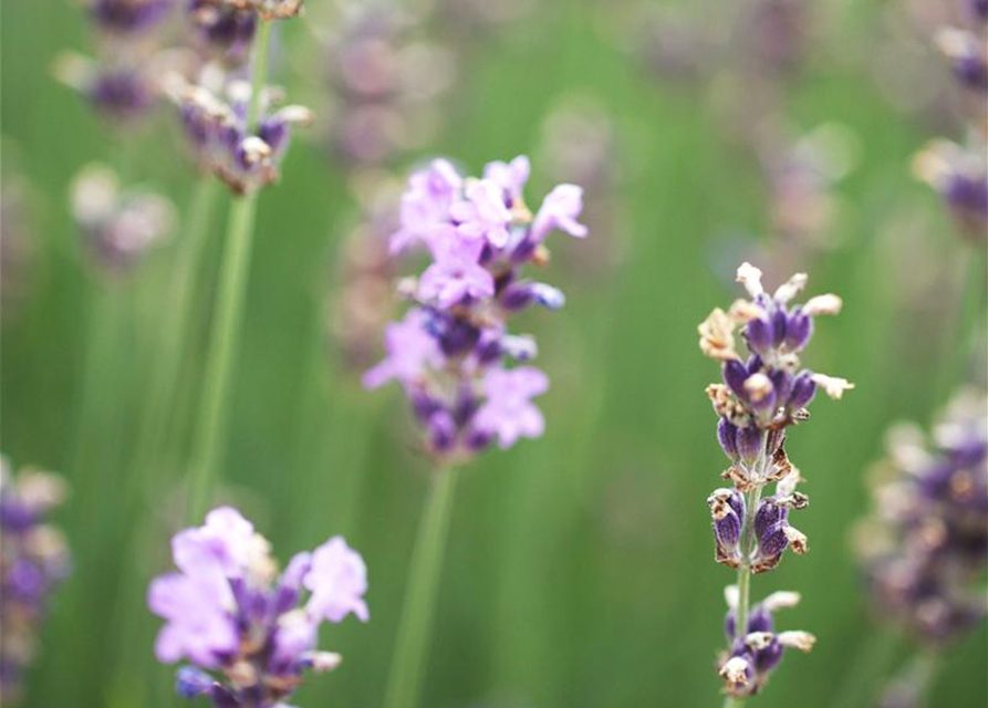 Lavandula angustifolia 'Munstead'