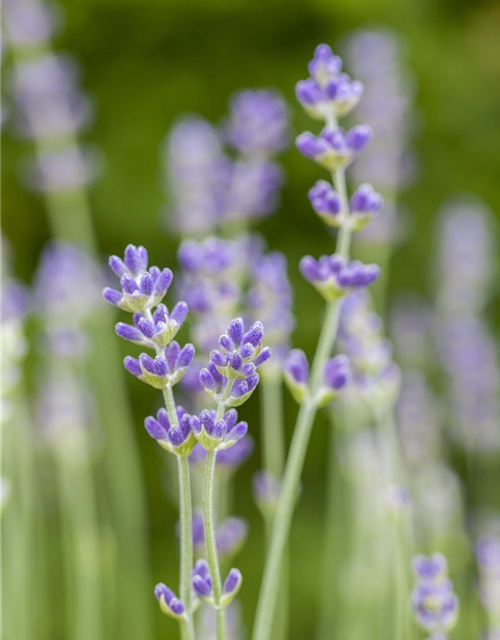 Lavandula angustifolia 'Munstead'