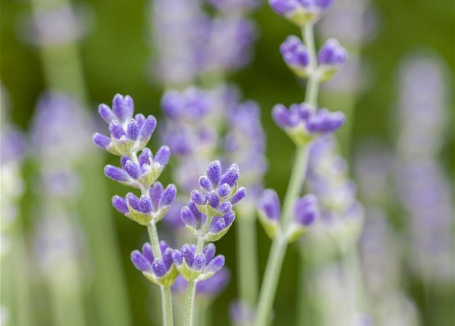 Lavandula angustifolia 'Munstead'