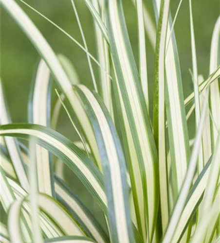 R Carex oshimensis 'Evergold'