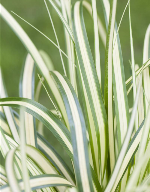 R Carex oshimensis 'Evergold'