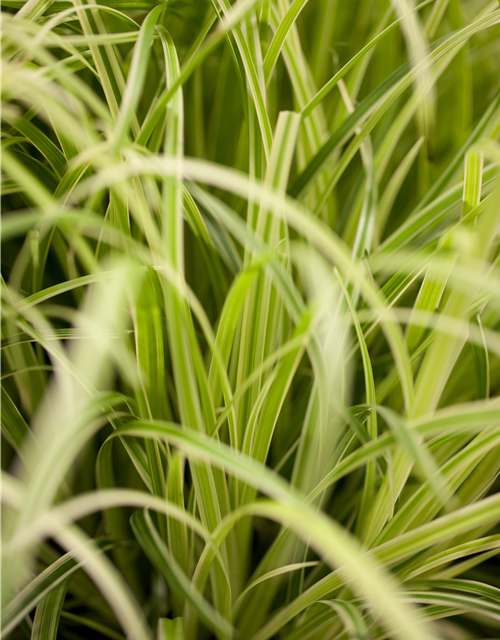 R Carex oshimensis 'Evergold'