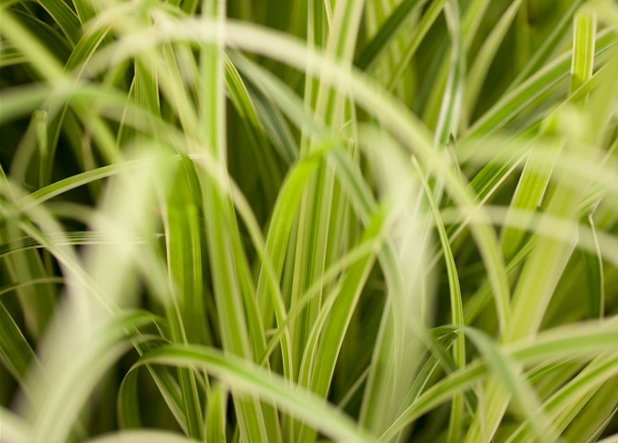 R Carex oshimensis 'Evergold'