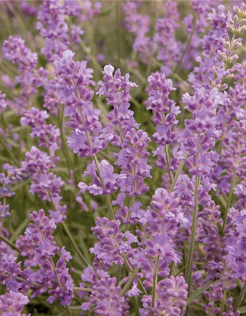 Lavandula angustifolia 'Munstead'