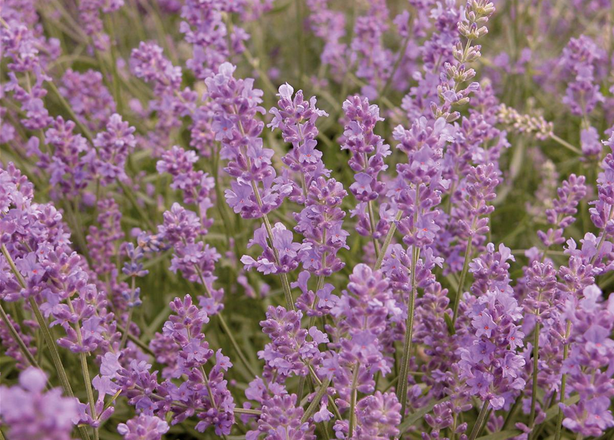 Lavandula angustifolia 'Munstead'