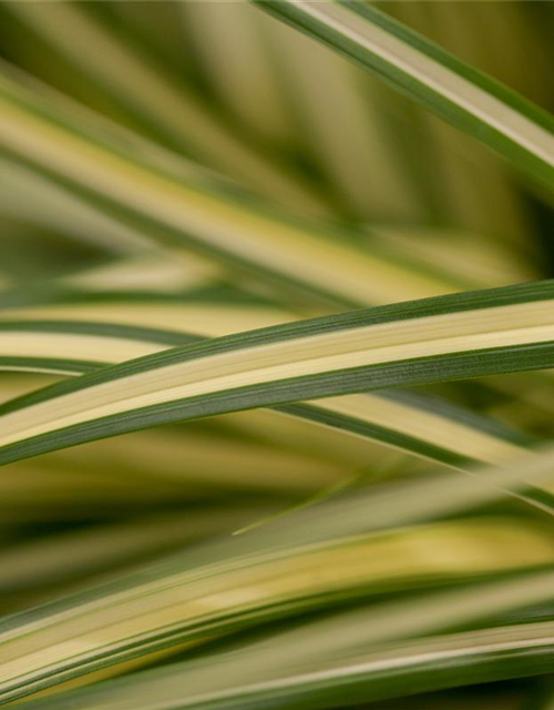 R Carex oshimensis 'Evergold'