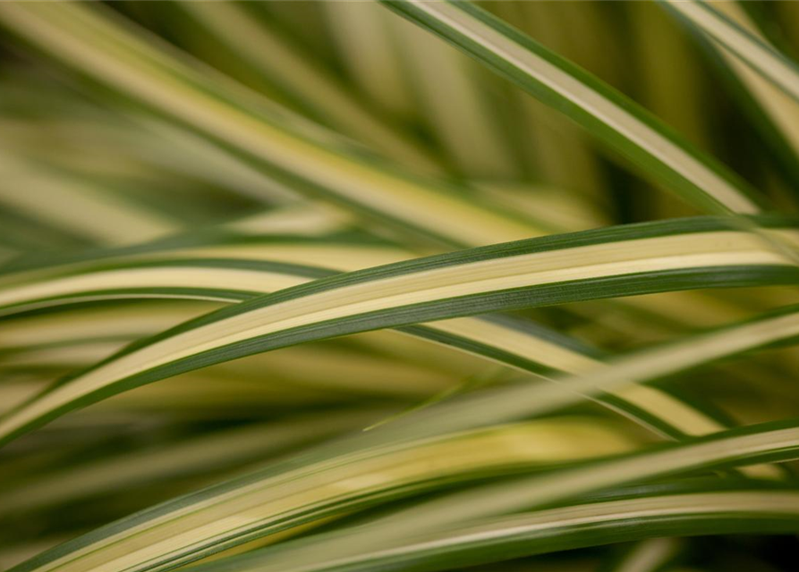 R Carex oshimensis 'Evergold'