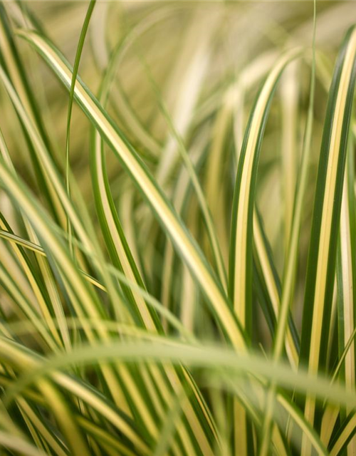 R Carex oshimensis 'Evergold'