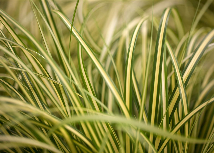 R Carex oshimensis 'Evergold'