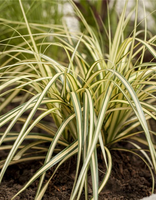 R Carex oshimensis 'Evergold'