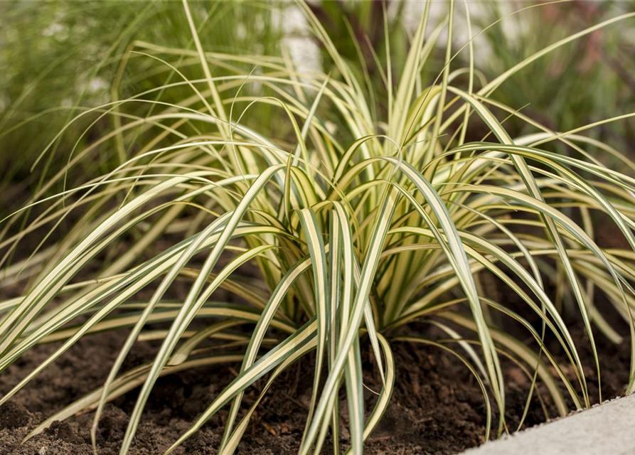 R Carex oshimensis 'Evergold'