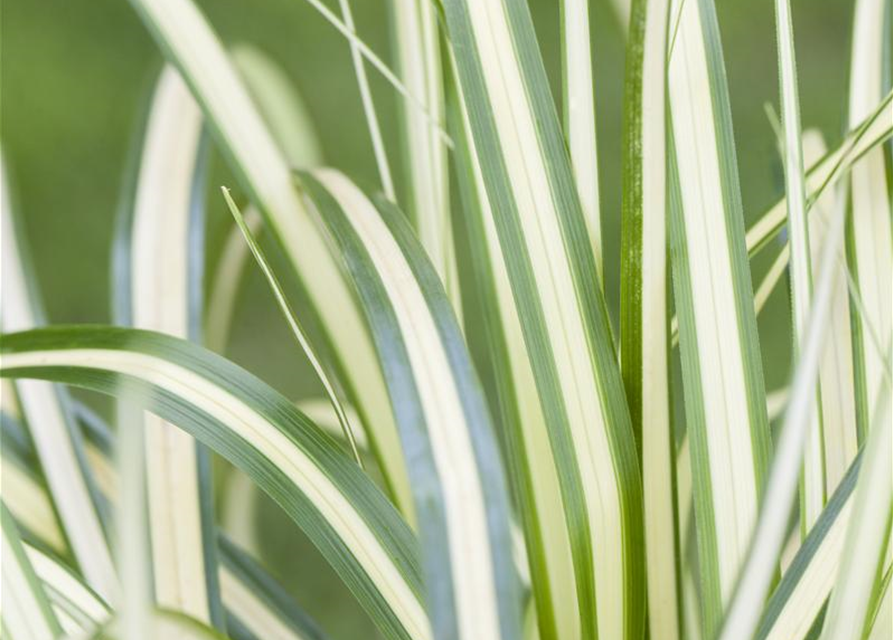 R Carex oshimensis 'Evergold'