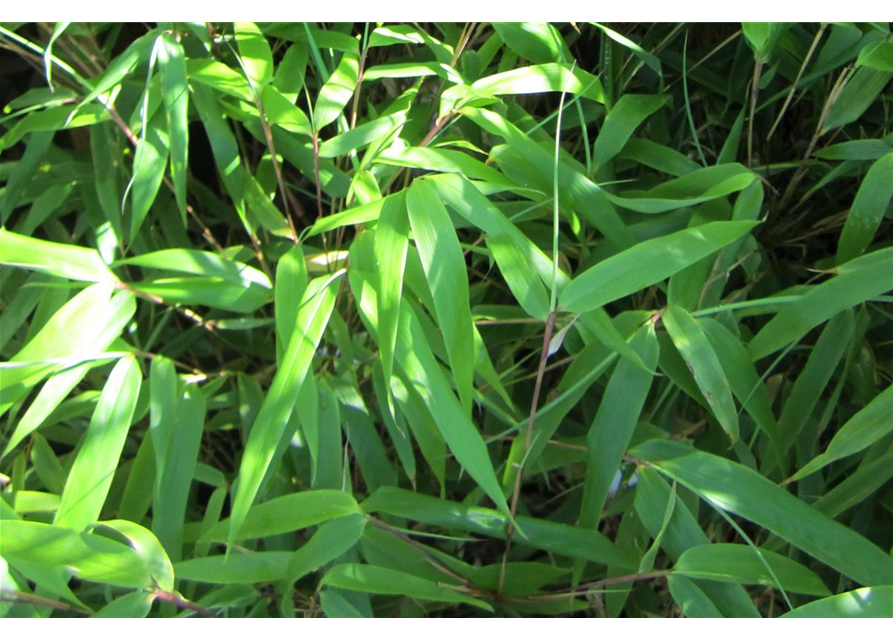 Fargesia murielae 'Green Lion'®(S)