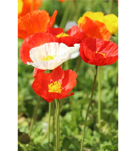 Papaver nudicaule 'Gartenzwerg'