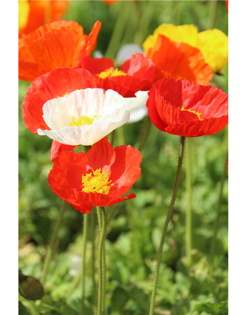 Papaver nudicaule 'Gartenzwerg'