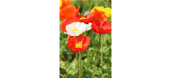 Papaver nudicaule 'Gartenzwerg'