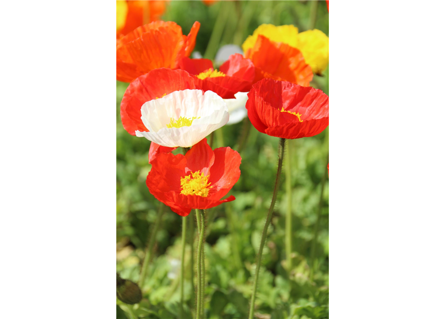 Papaver nudicaule 'Gartenzwerg'