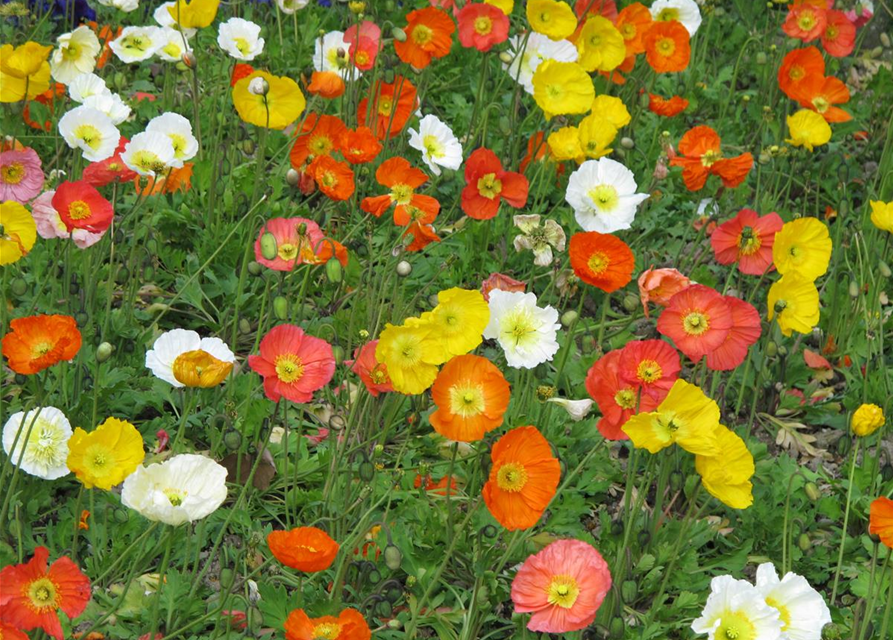 Papaver nudicaule 'Gartenzwerg'