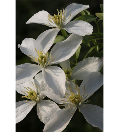 Clematis montana 'Grandiflora'