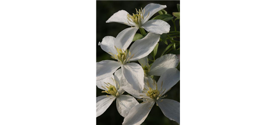 Clematis montana 'Grandiflora'