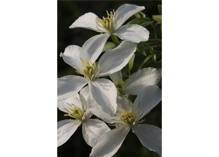 Clematis montana 'Grandiflora'