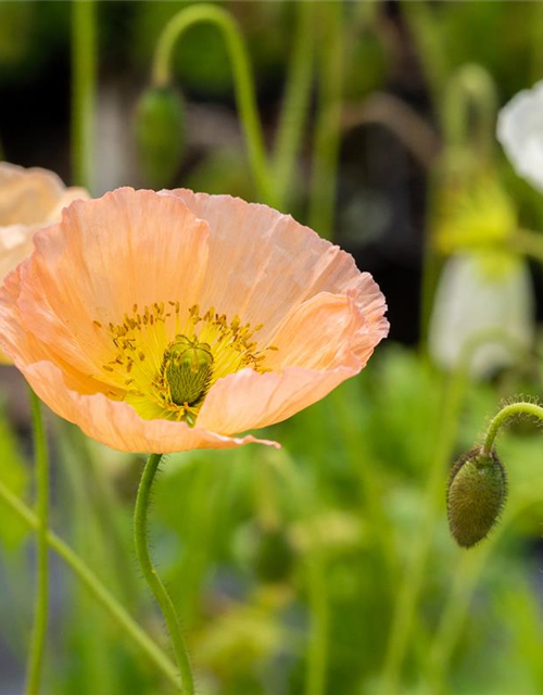 Papaver nudicaule 'Gartenzwerg'