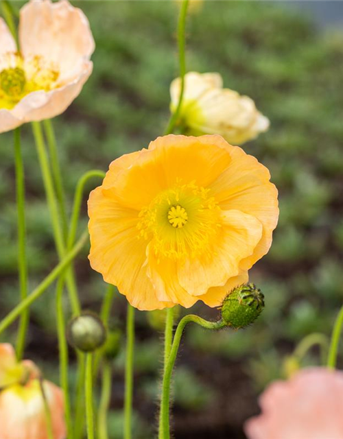 Papaver nudicaule 'Gartenzwerg'