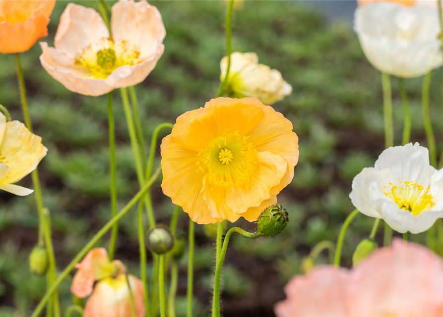 Papaver nudicaule 'Gartenzwerg'