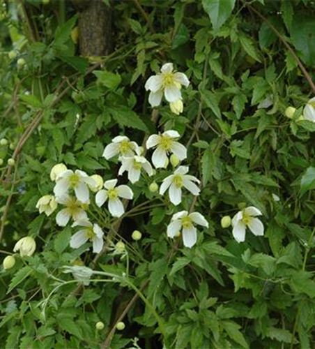 Clematis montana 'Superba'