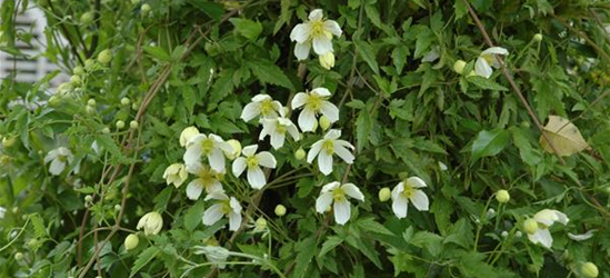 Clematis montana 'Superba'