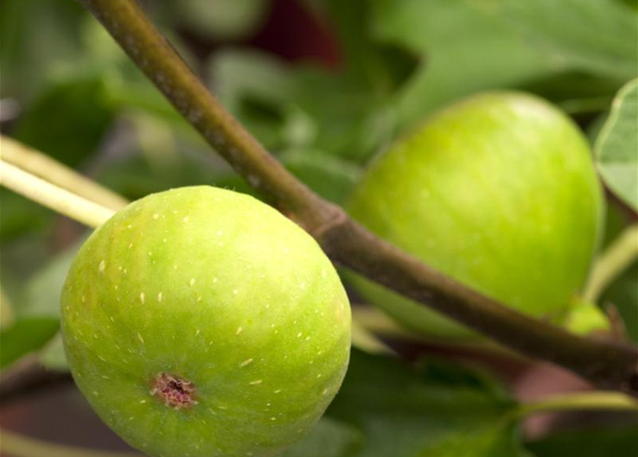 R Ficus carica 'Brown Turkey'