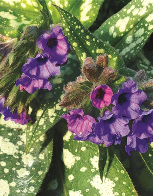 Pulmonaria saccharata 'Trevi Fountain'®