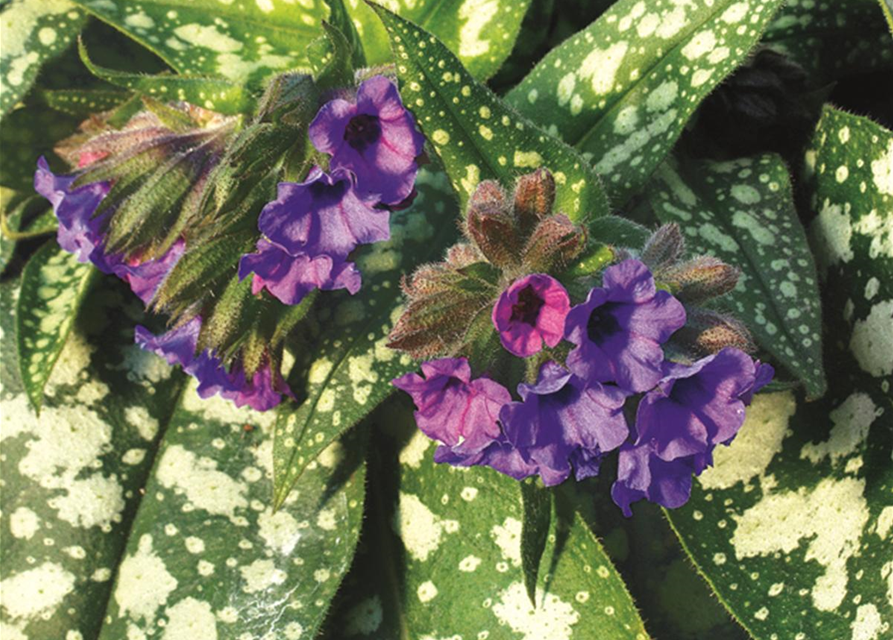 Pulmonaria saccharata 'Trevi Fountain'®