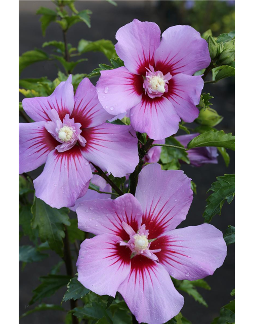 Hibiscus syriacus 'Maike'®