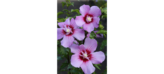 Hibiscus syriacus 'Maike'®